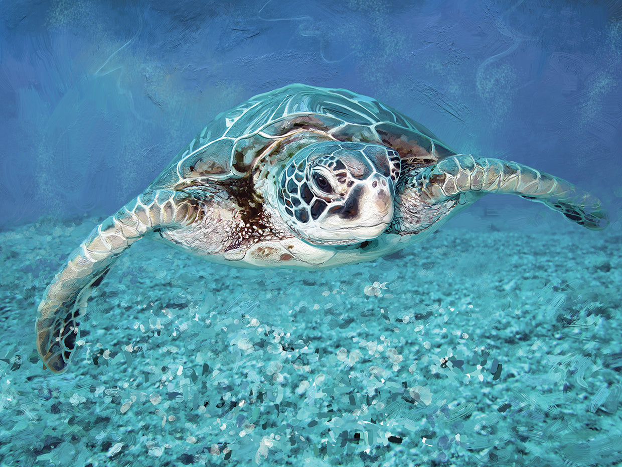 Sea Turtle