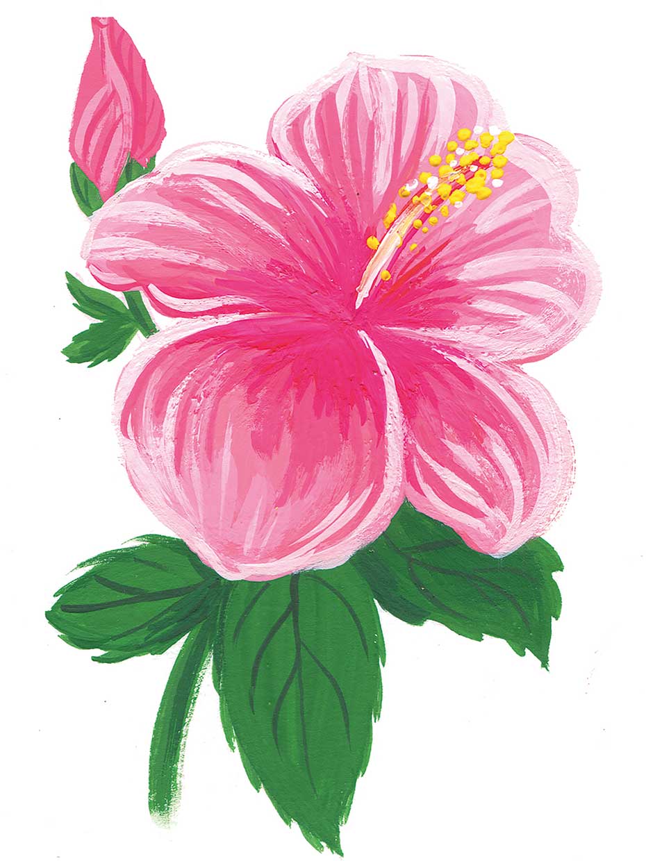 Hibiscus