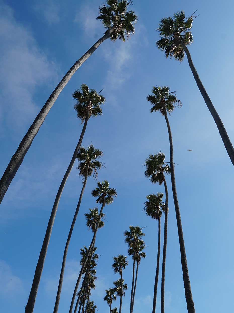 Palms IV