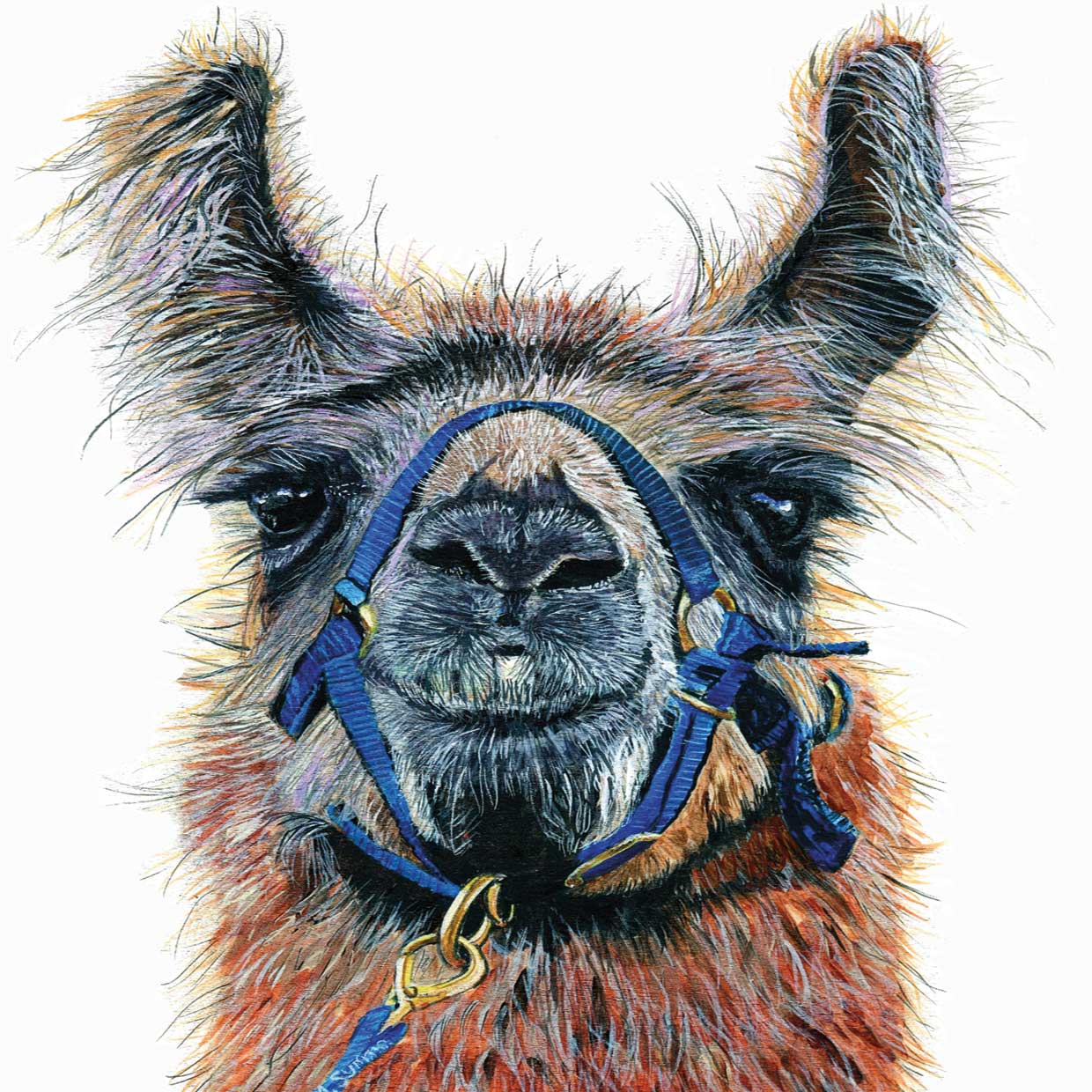 Dalai Llama