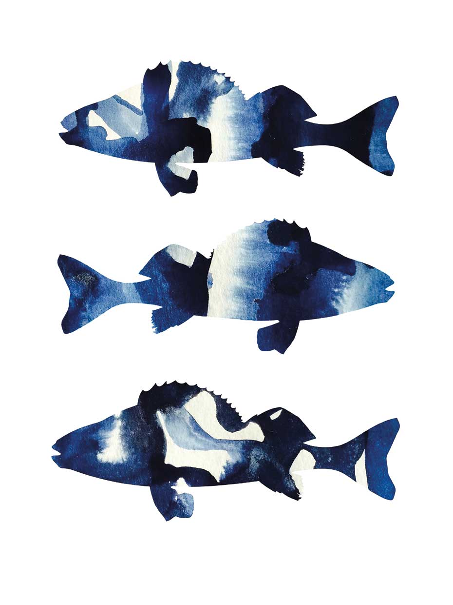 Navy Fish