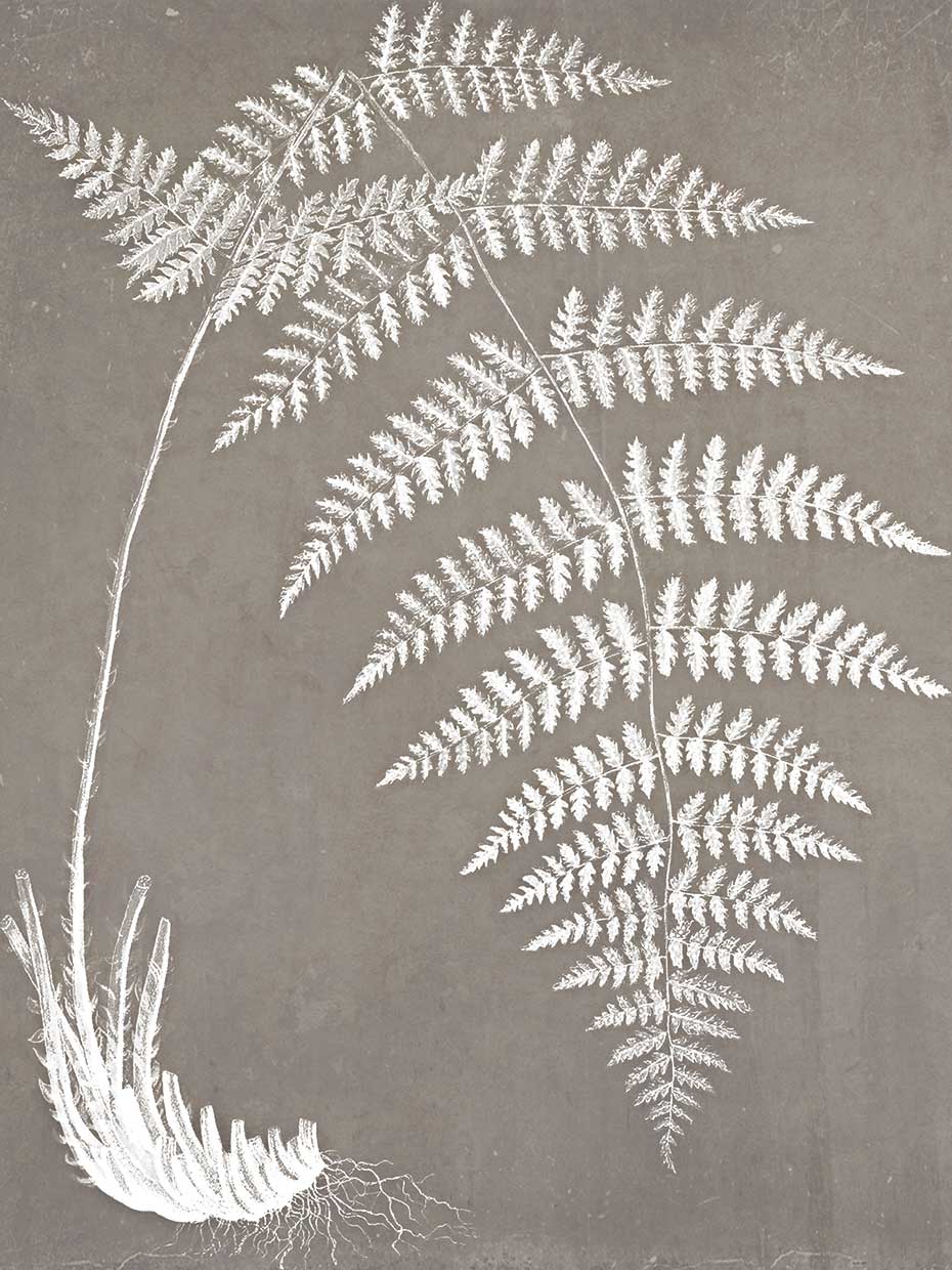 Fern in White #1 18x24