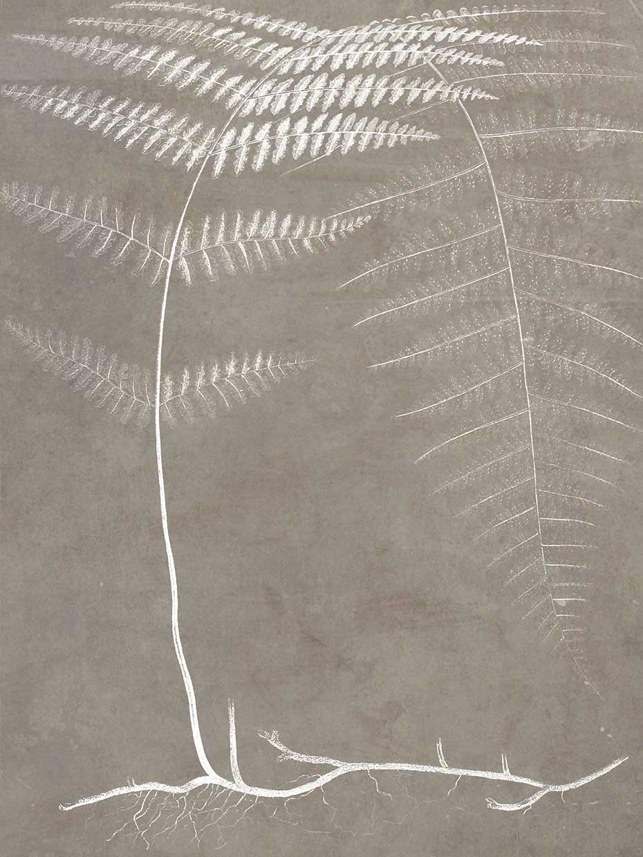 Fern in White #2 18x24