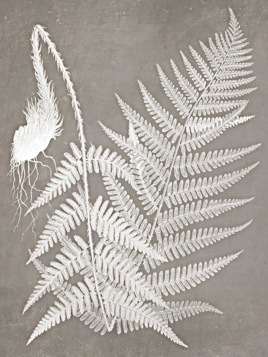 Fern in White #3 18x24