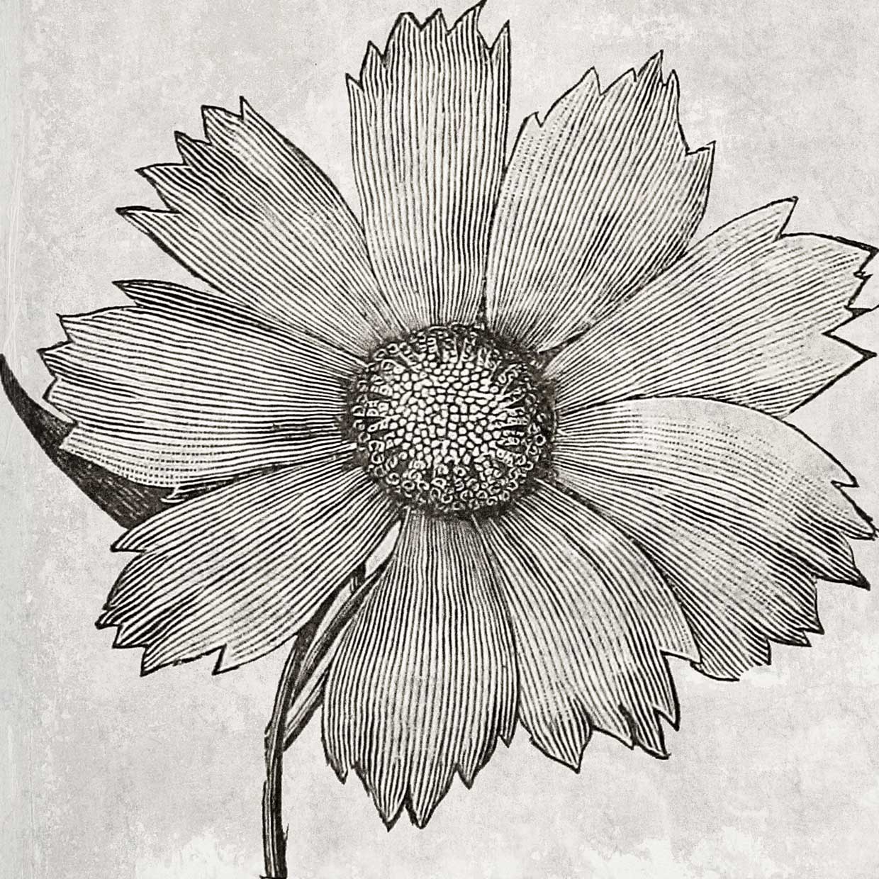 Dreer's Cosmos Sketched 40x40