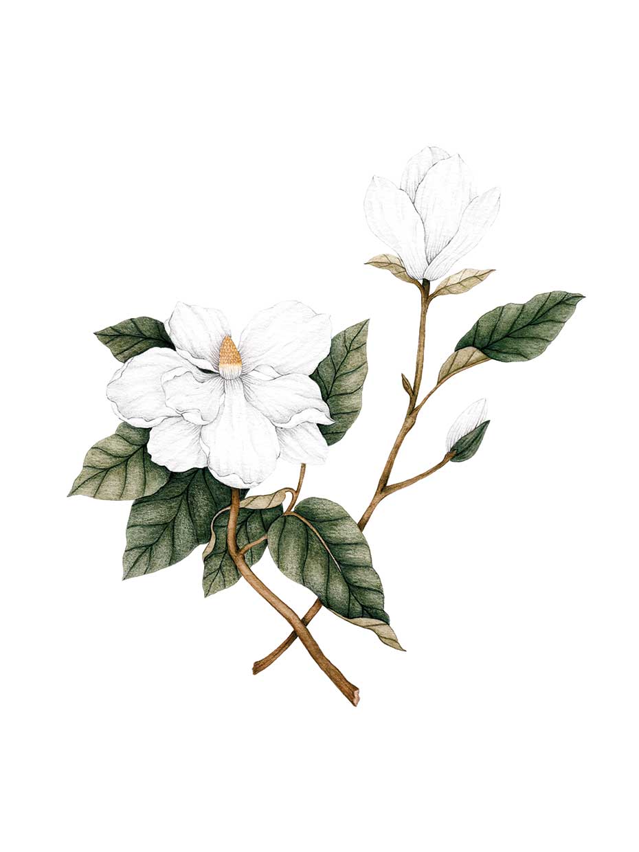Magnolia