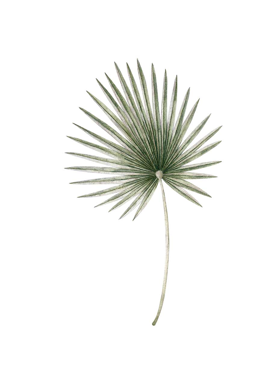 Palm Fan