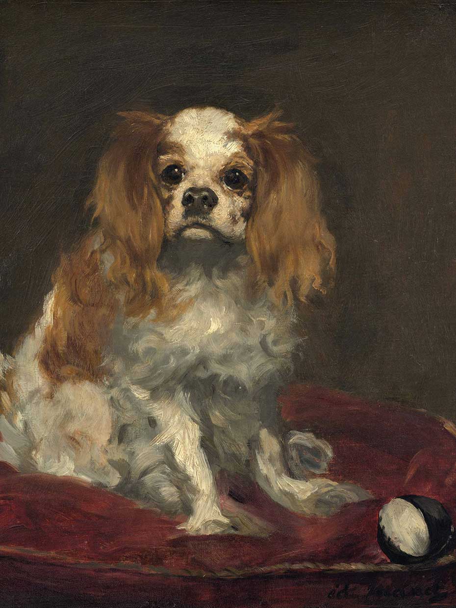 A King Charles Spaniel