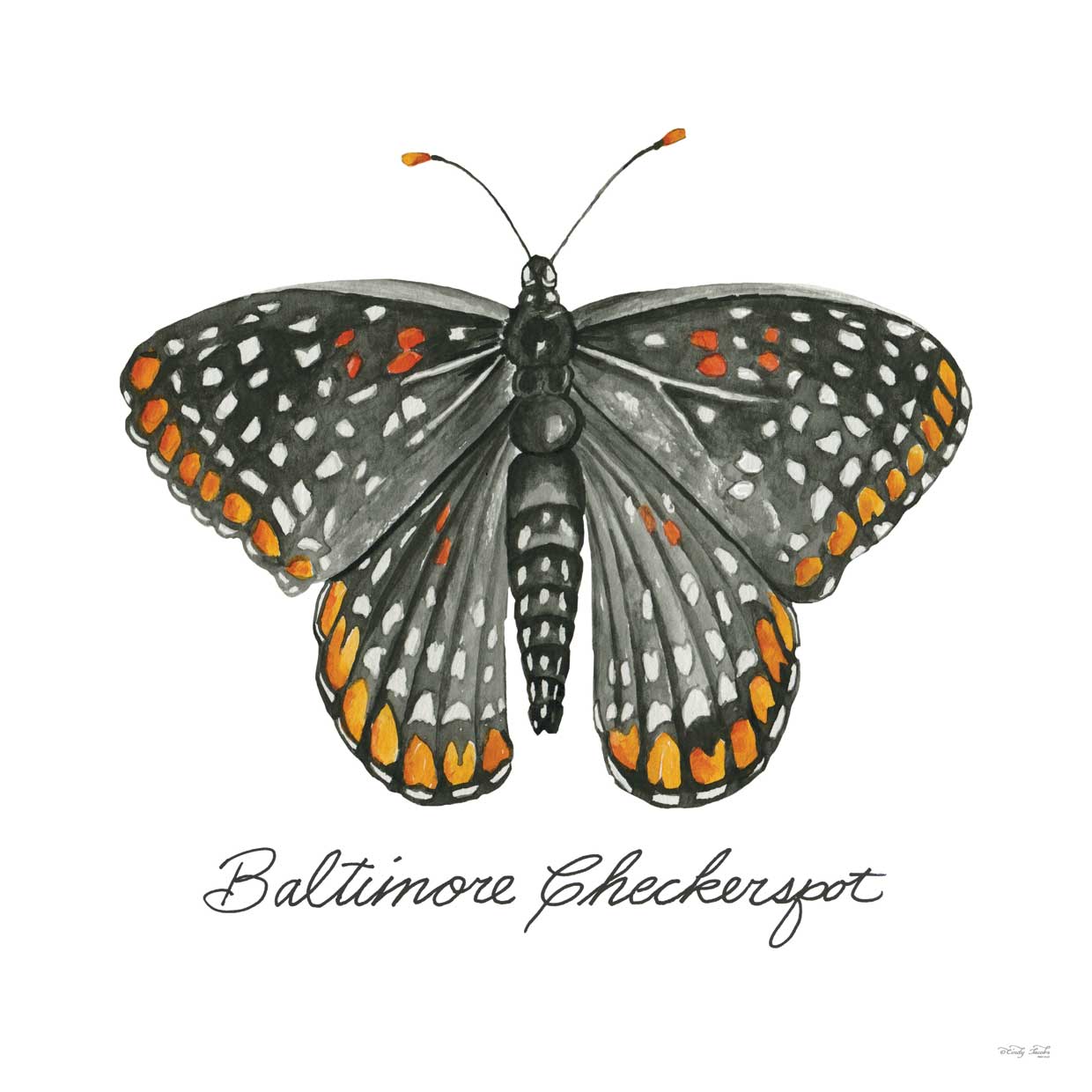 Baltimore Checkerspot