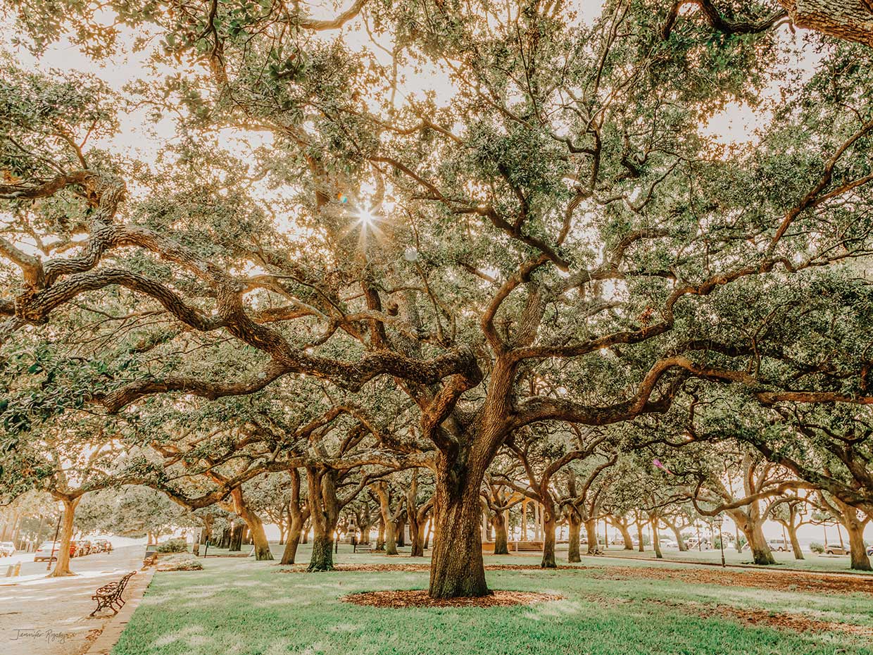 Low Country Oaks II