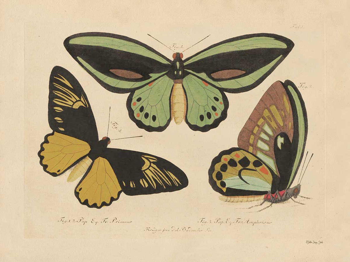 Vintage Butterflies 3 Wall Art by Stellar Design Studio | Fine Art Canvas
