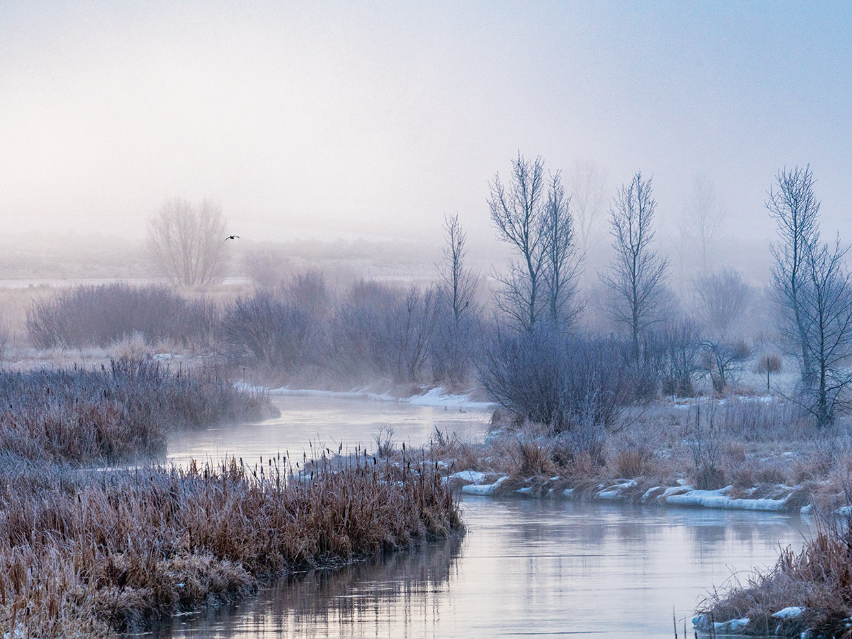 Elegant Winter Trees 2