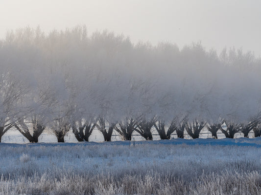 Elegant Winter Trees 3