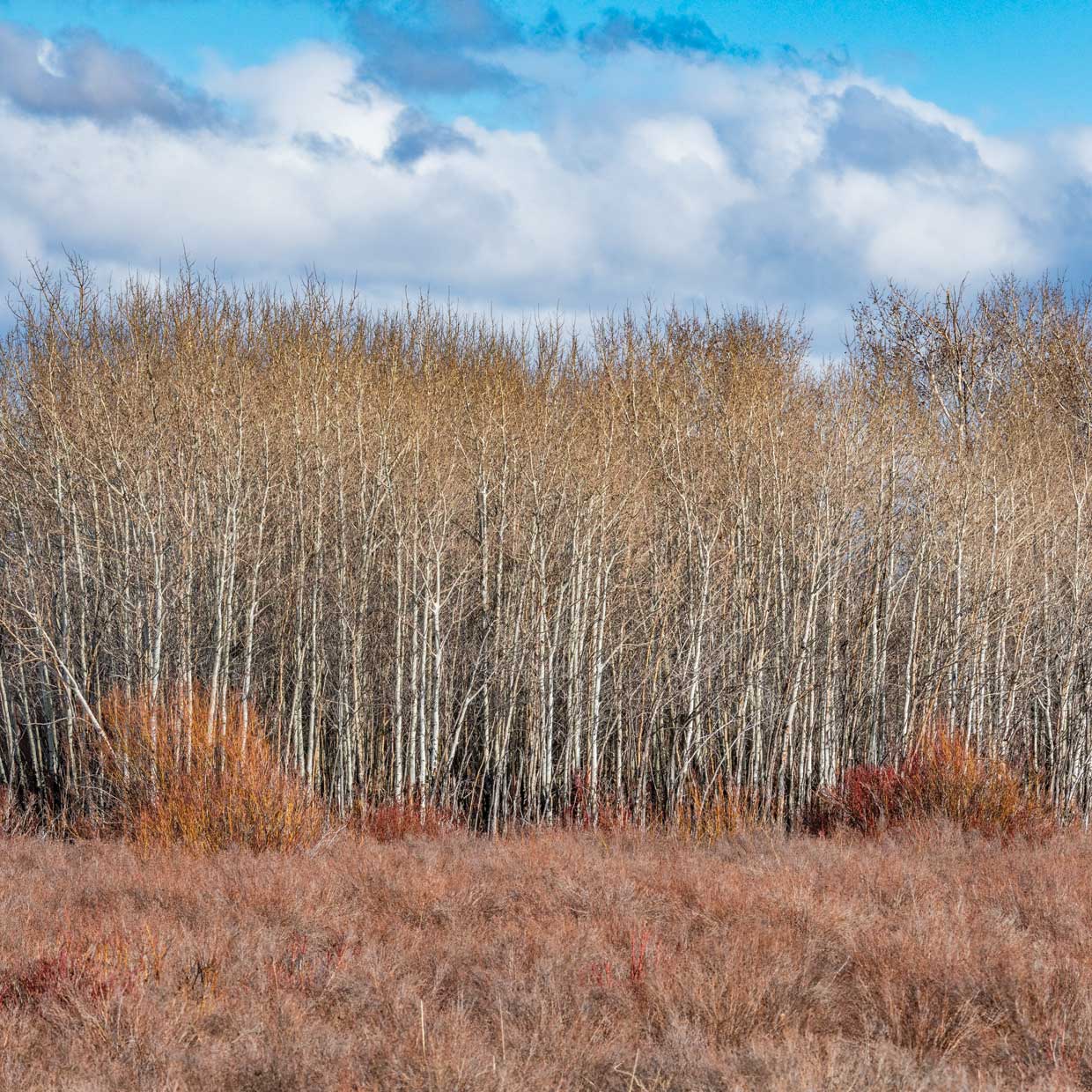 Elegant Winter Trees 4