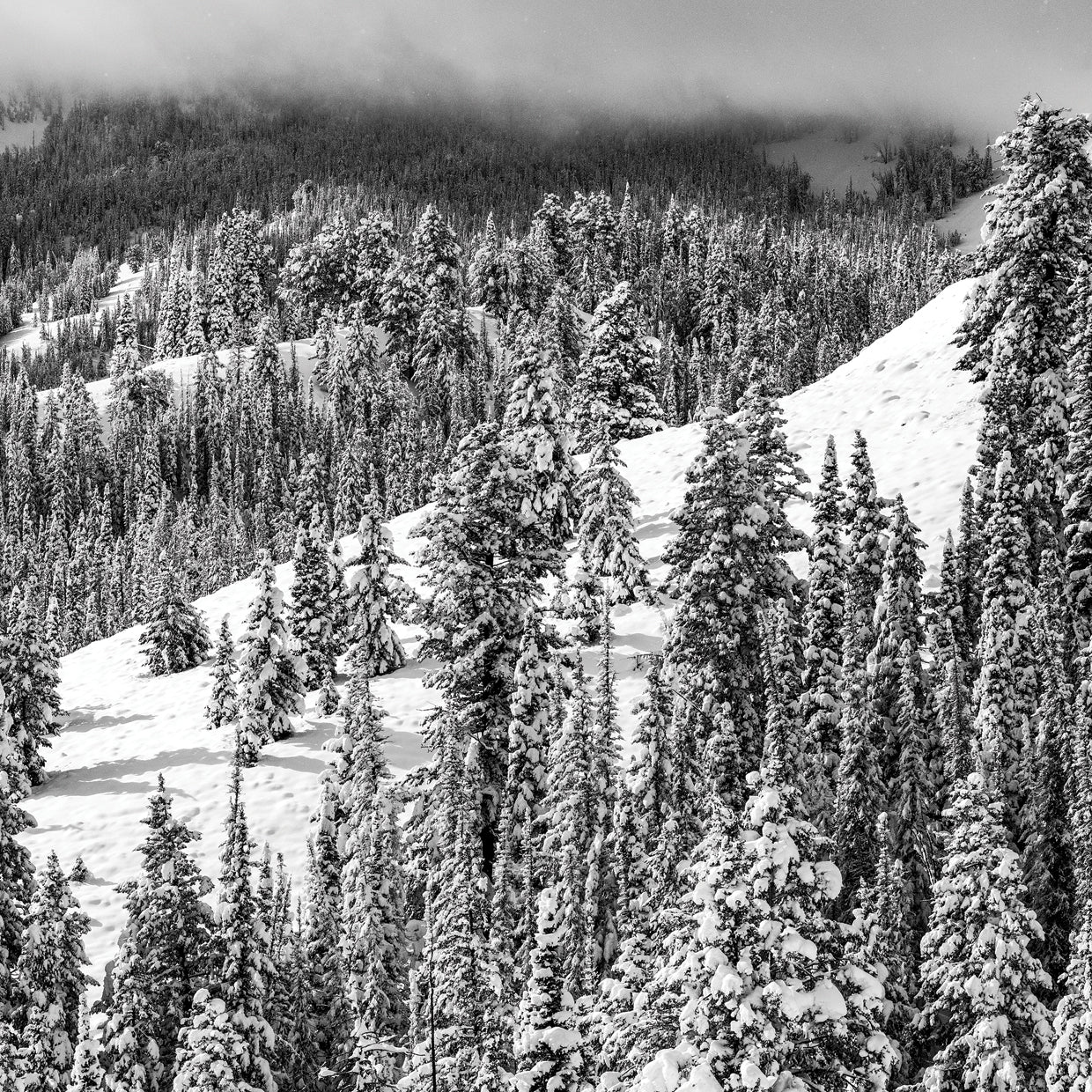 Layers of Black and White