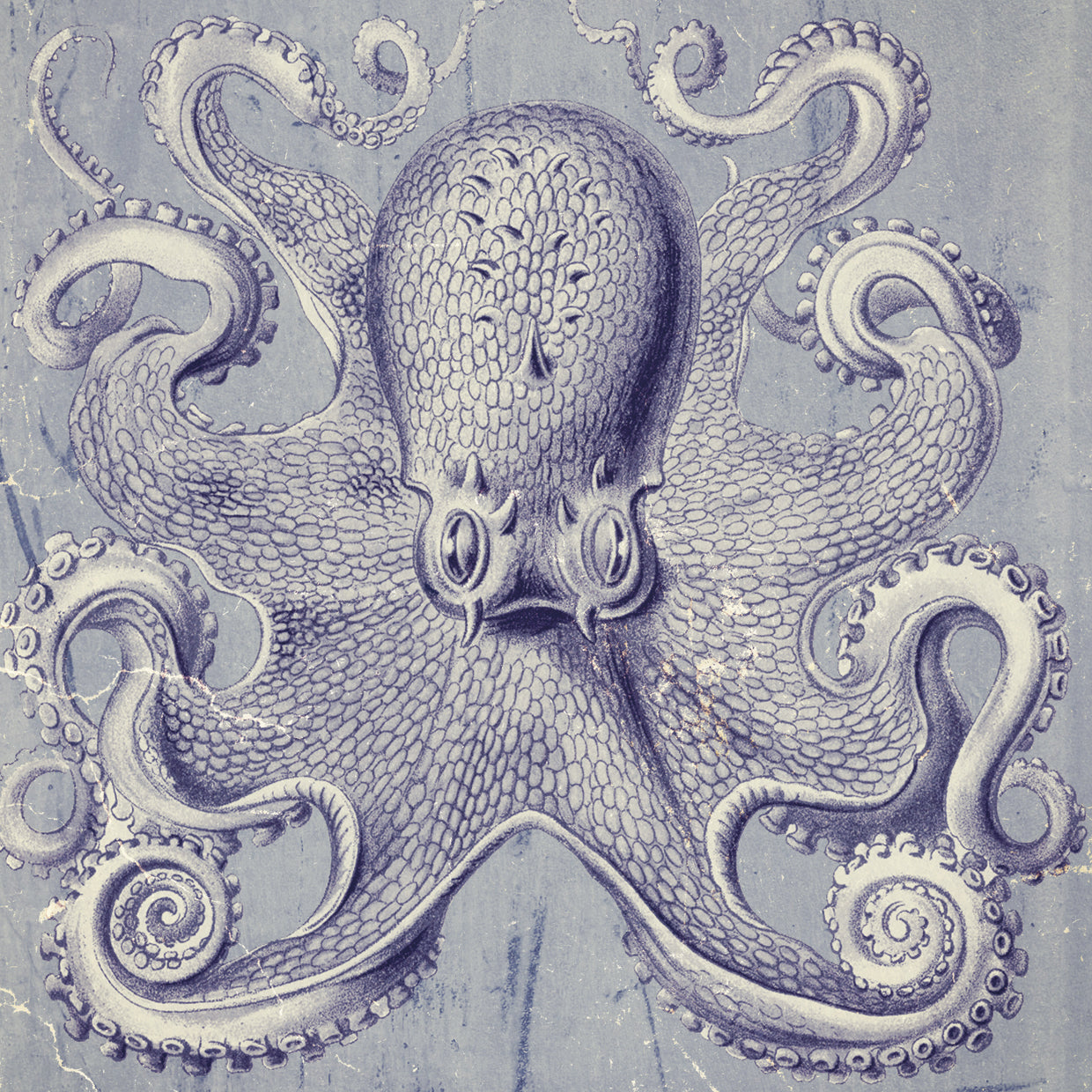 Octopus 1