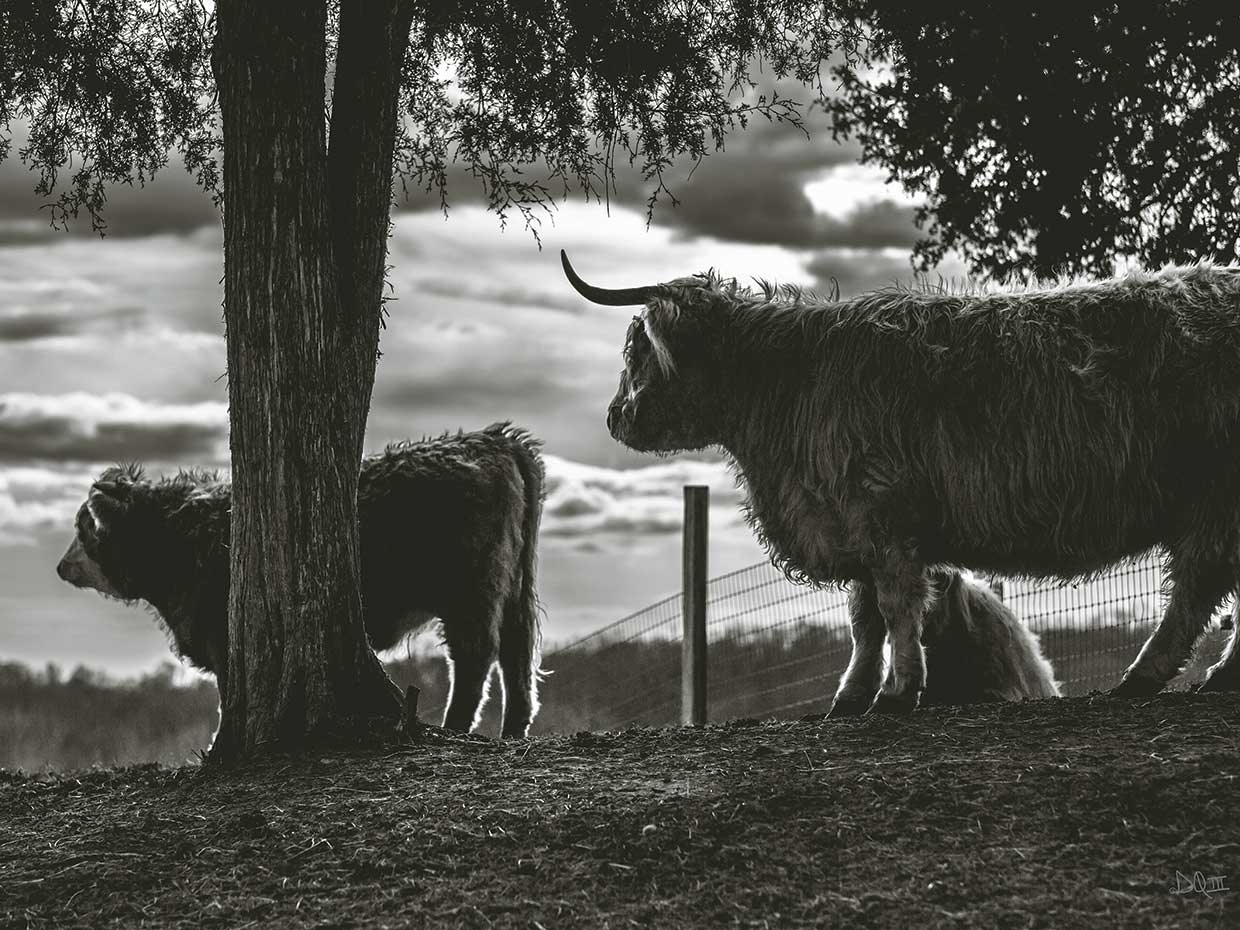 Highland on the Hill