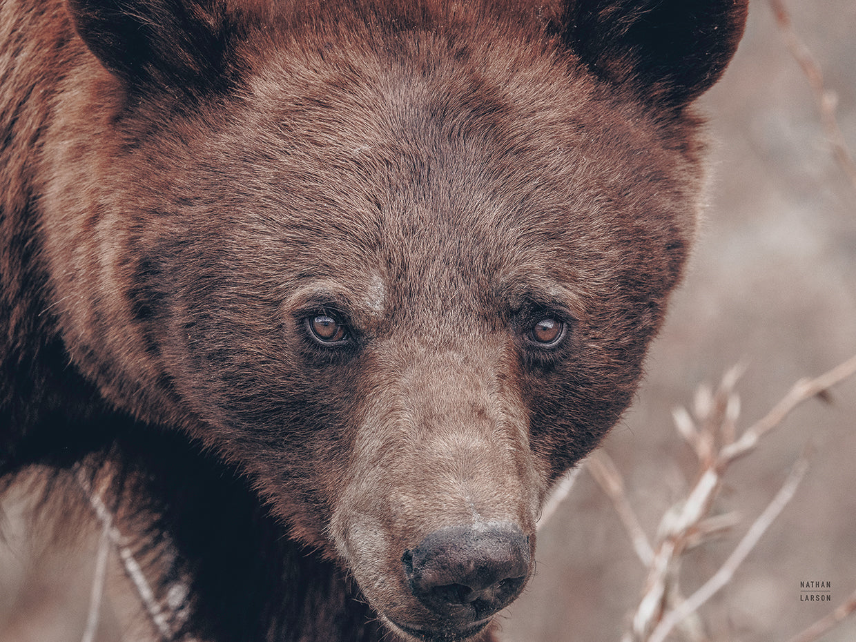 Bear Portrait