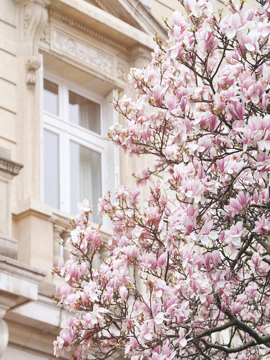 Pink Spring Magnolias in Paris