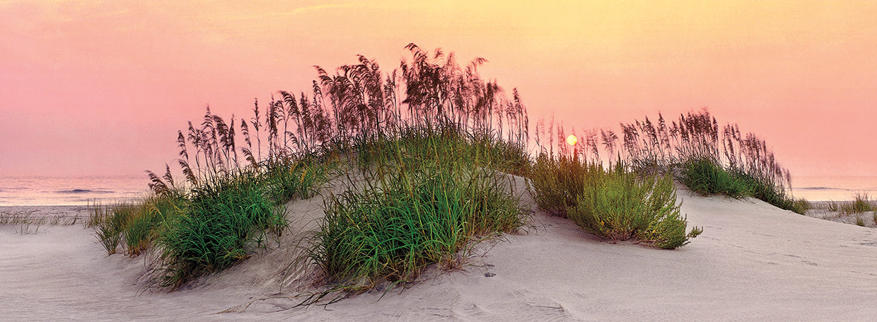 Sea Oats Sun