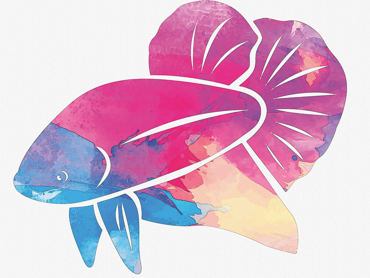 Betta Fish blue head