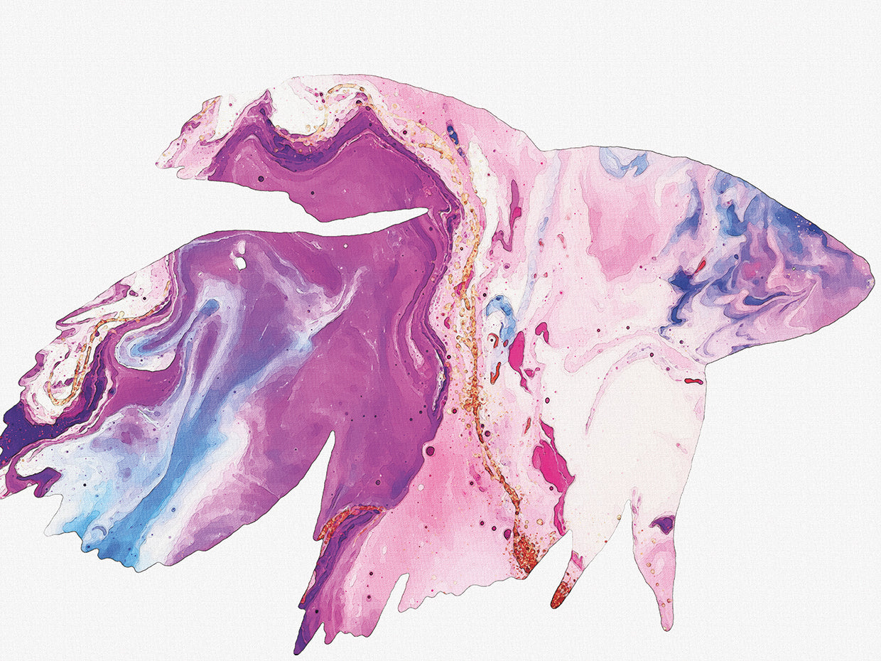 Betta Fish purple striated