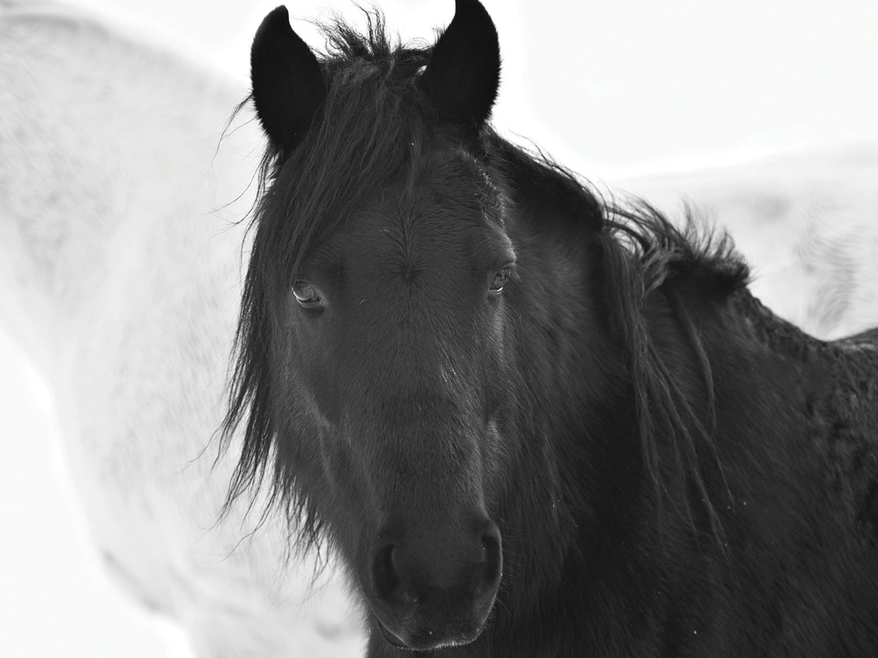 Black & White Cropped