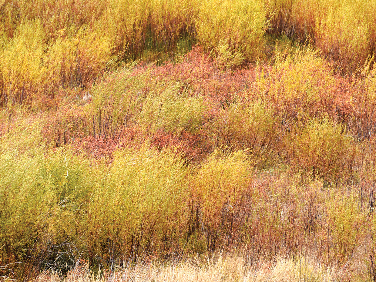 Fall Grasses
