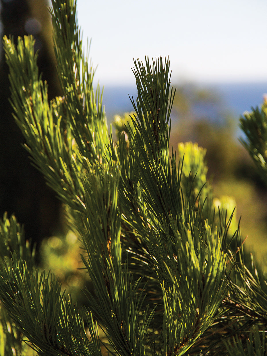 Summer In Portugal 2