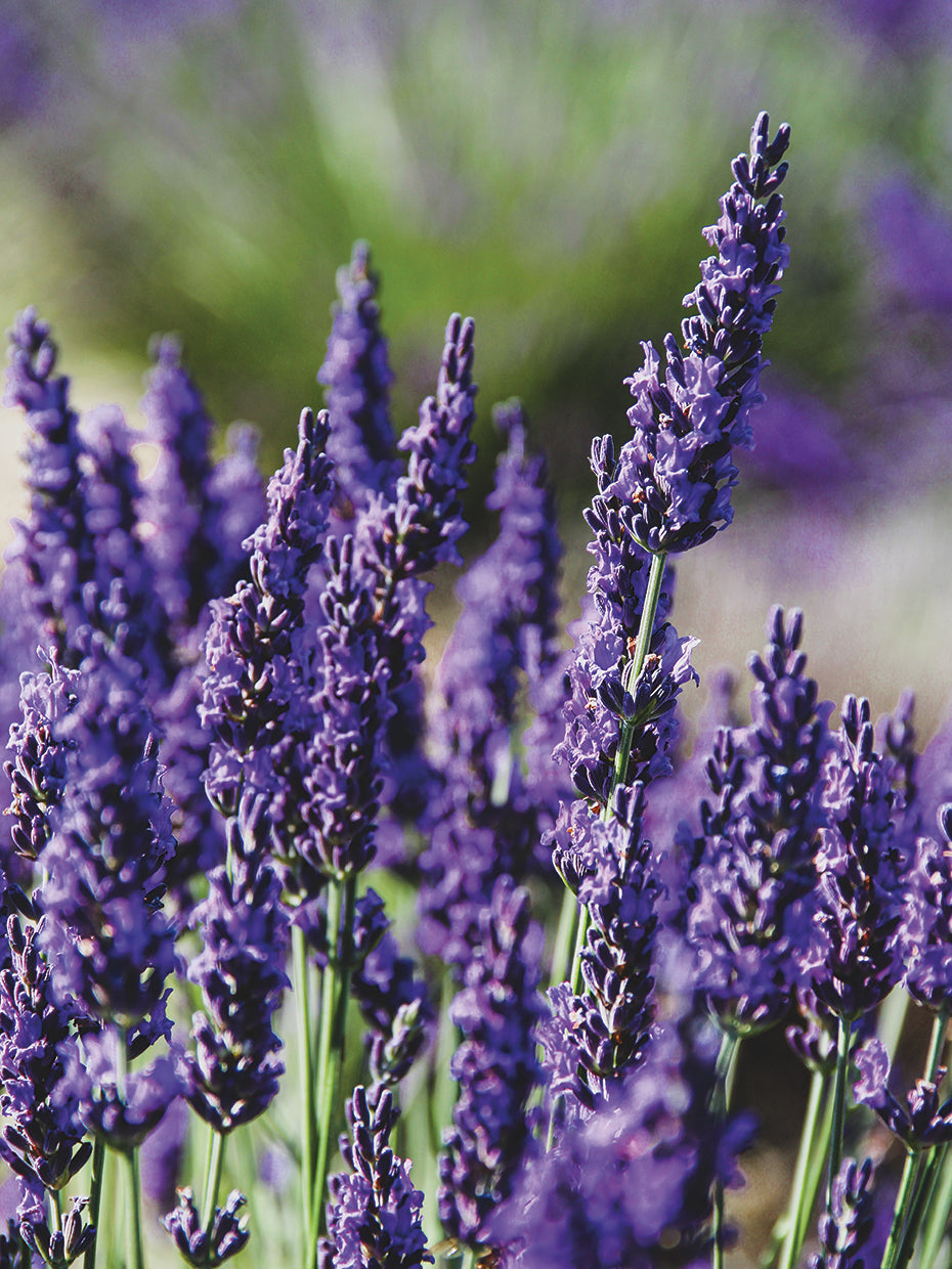 Back to Provence Series 1