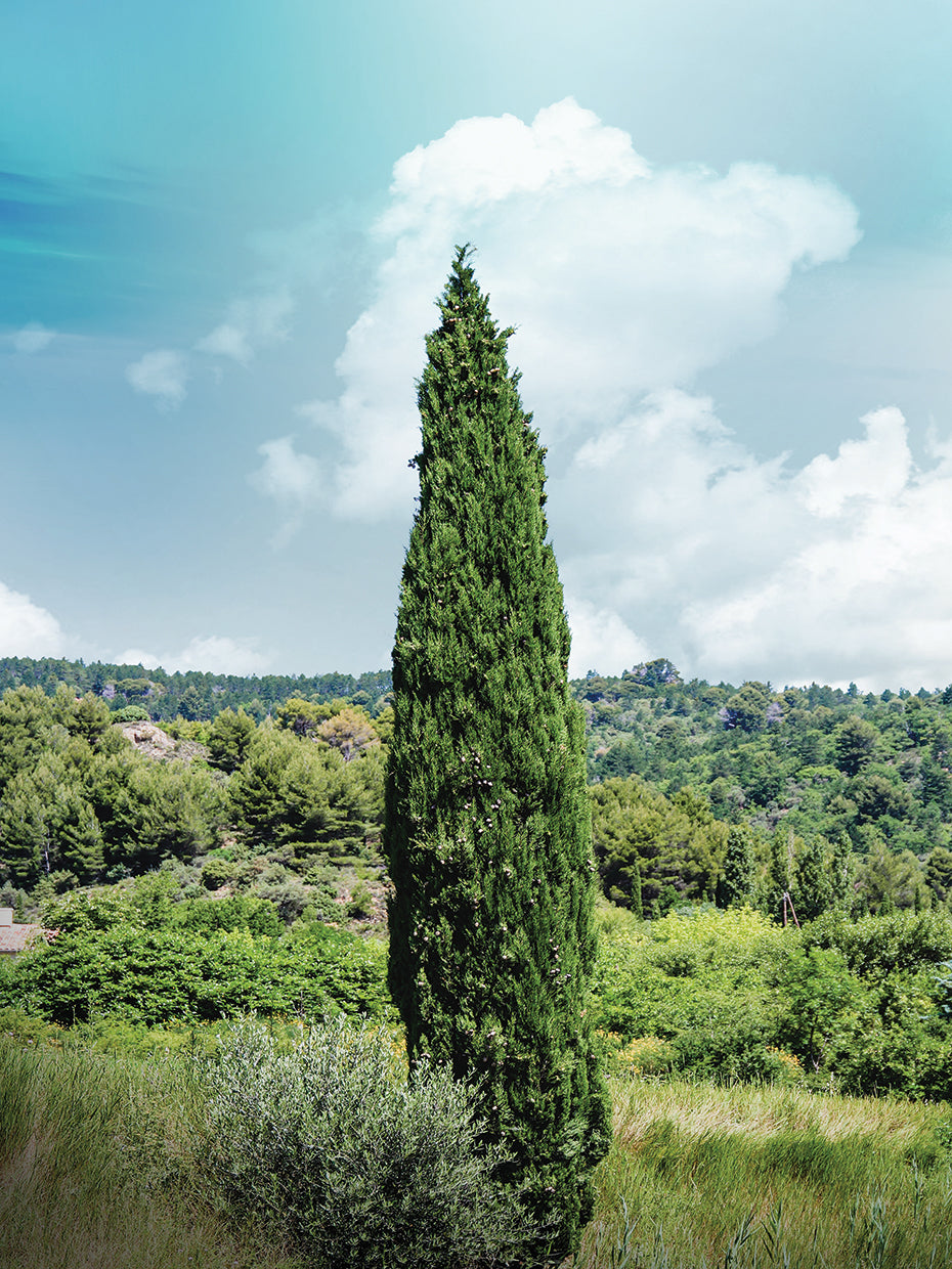 Back to Provence_Pine 02