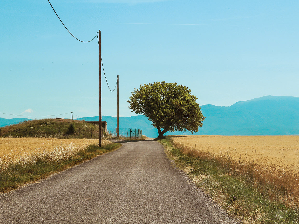 Back to Valensole Trigo 01