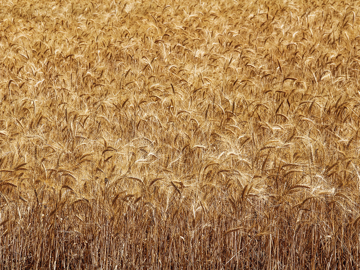 Back to Valensole Trigo 03