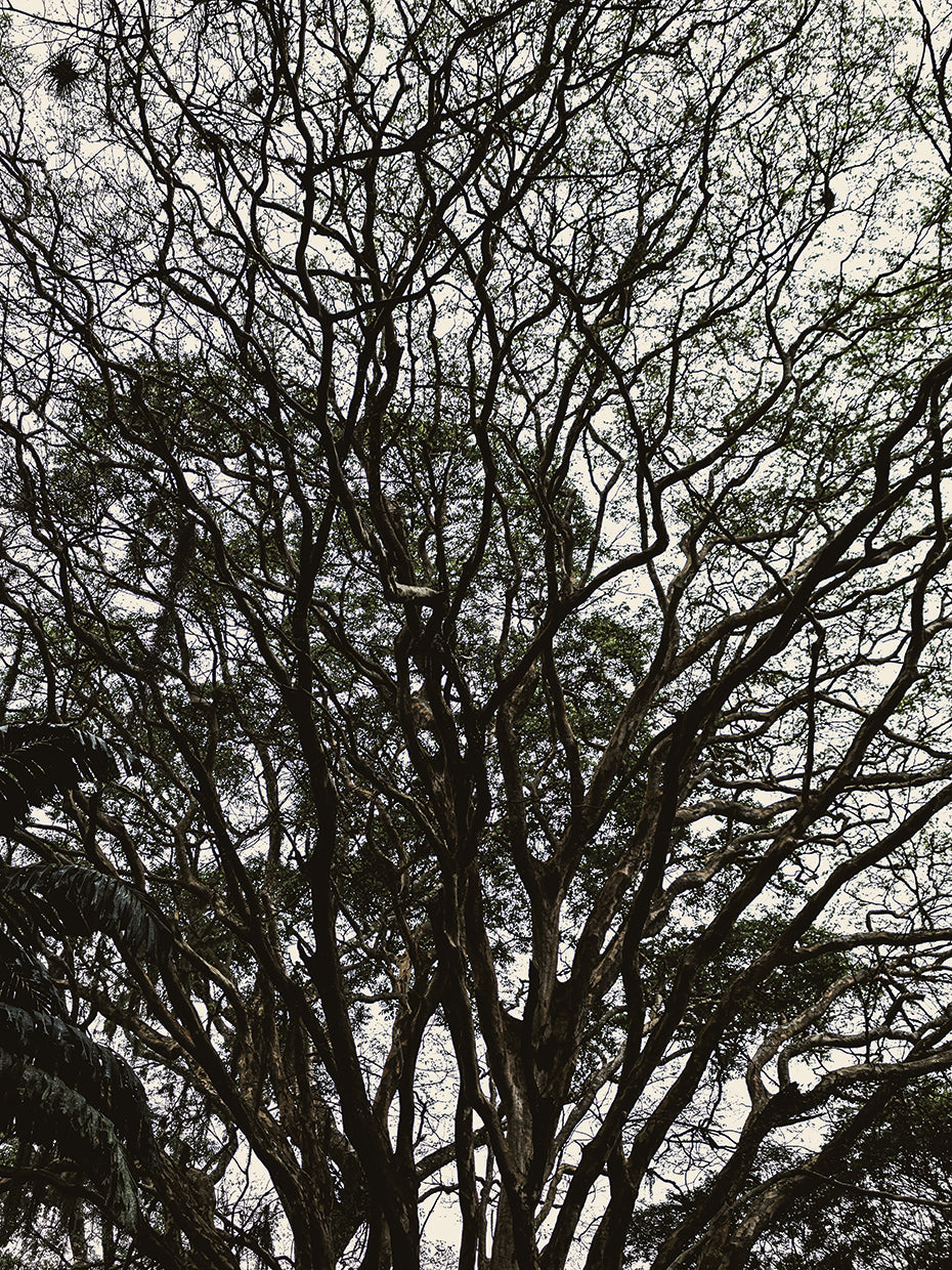 Rio Nature 6