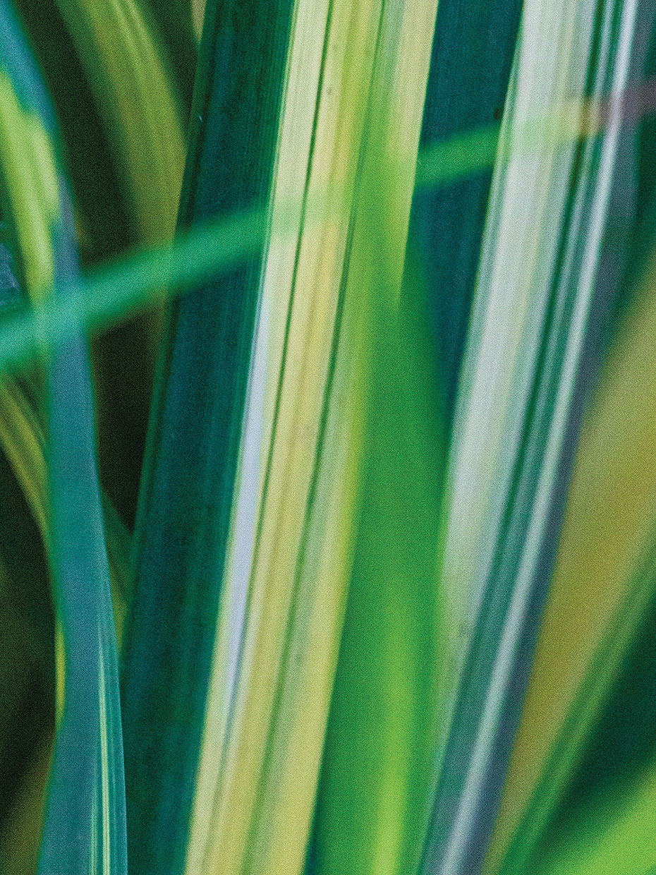 Trancoso Verde Branco 4