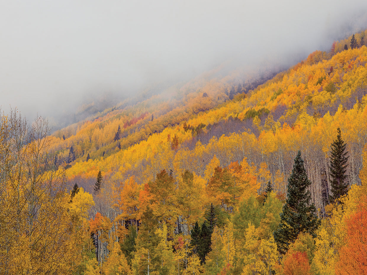 An Autumn Revelation