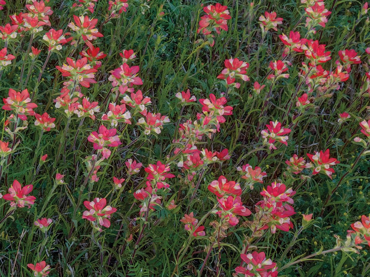 Indian Paintbrush
