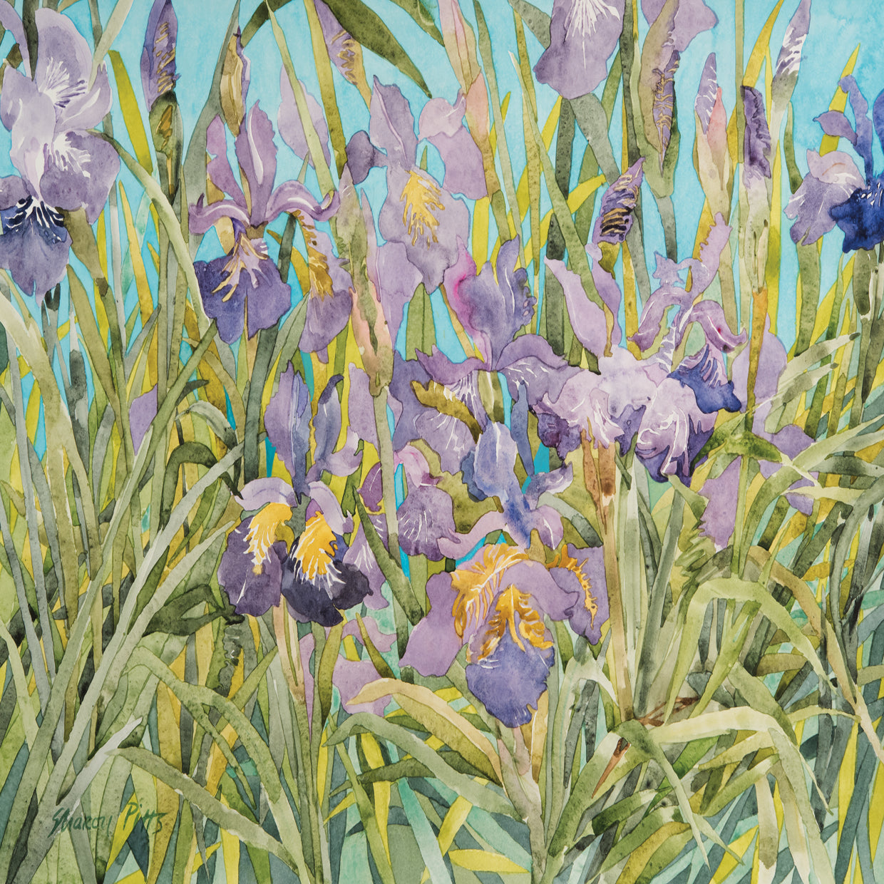 Japanese Irises 3
