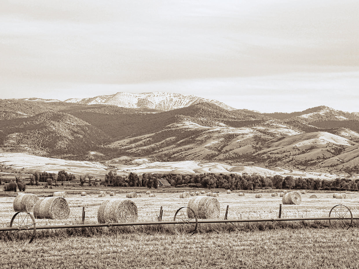 Montana Hayfield