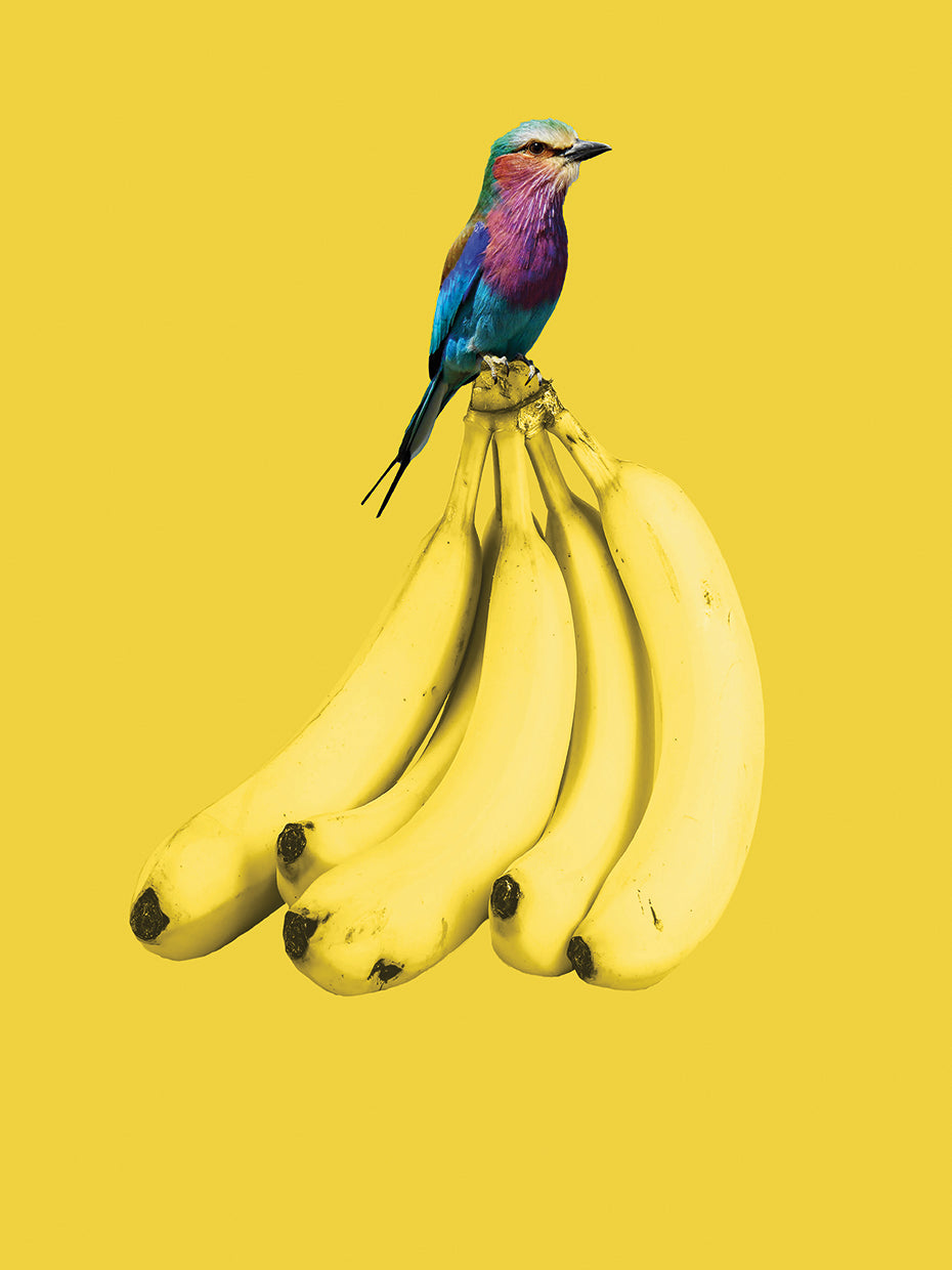 Still Life with Bird