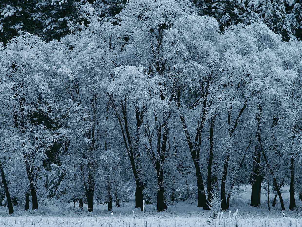 Black Oaks, Yosemite