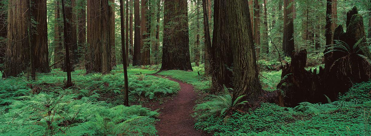 Redwoods Path