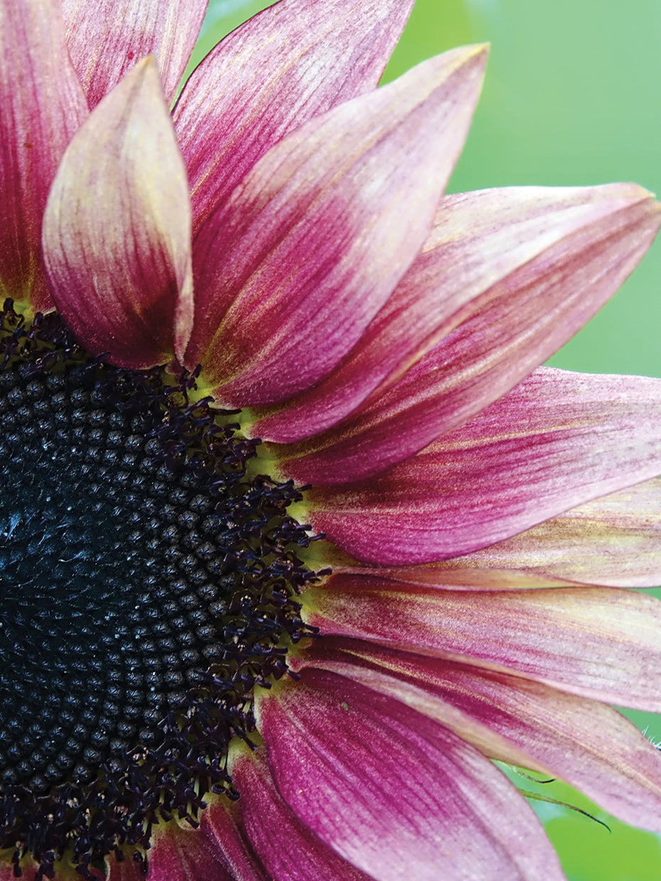 Pink Sunflower 3