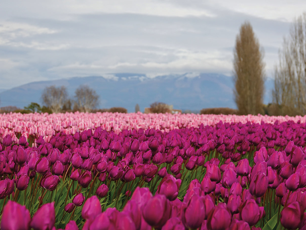 Tulip Pinks