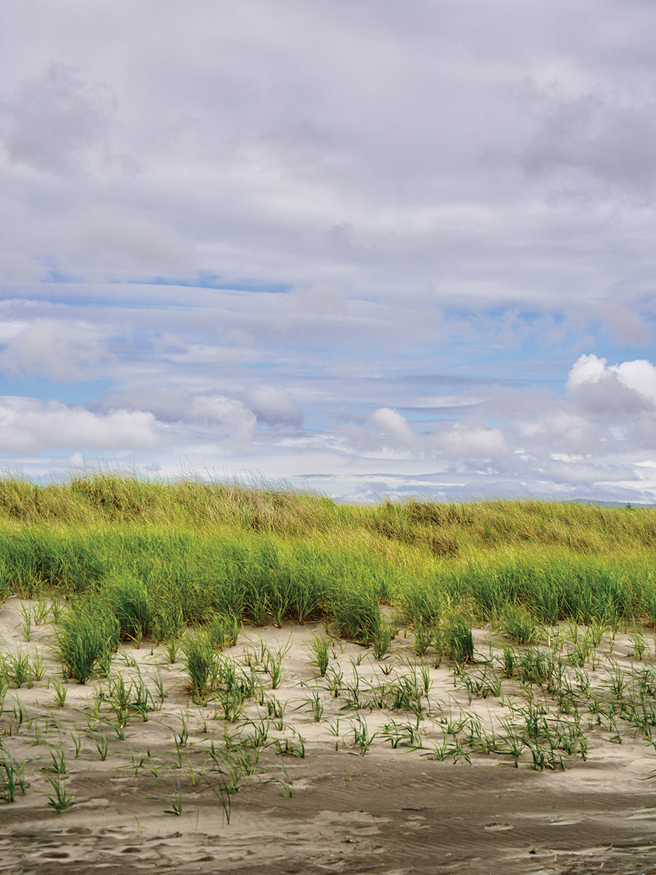 Beach Dunes