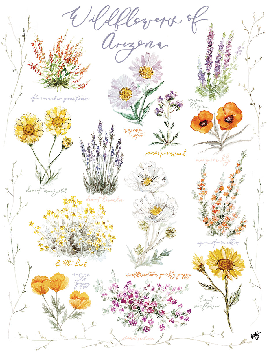 Wildflowers Of Az