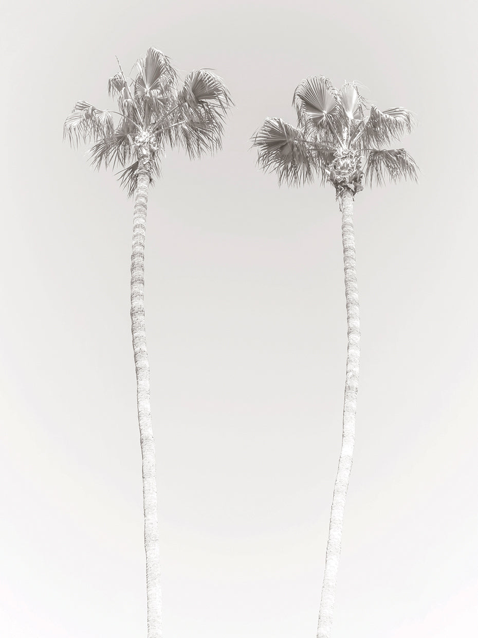 Retro Palm Trees