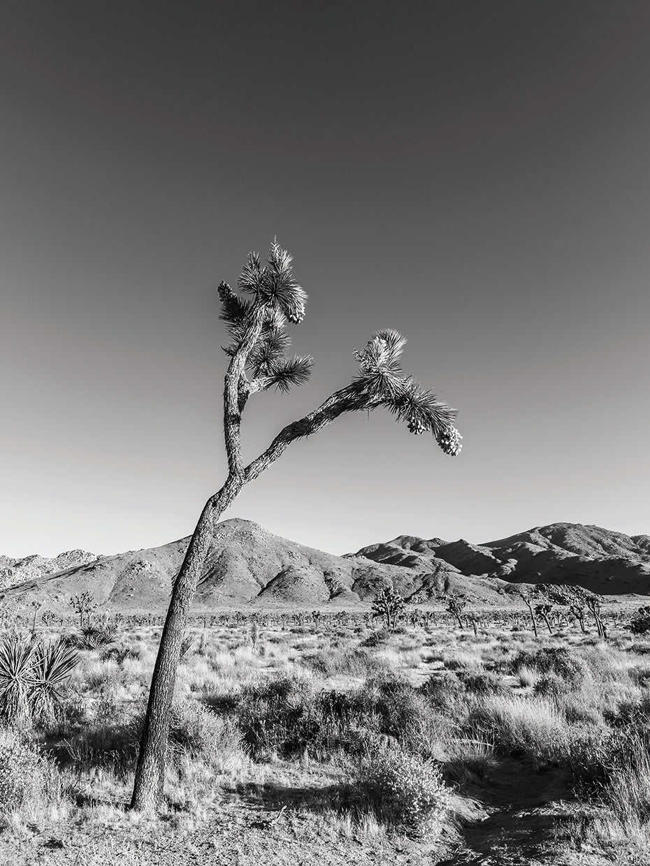 Joshua Tree | Monochrome