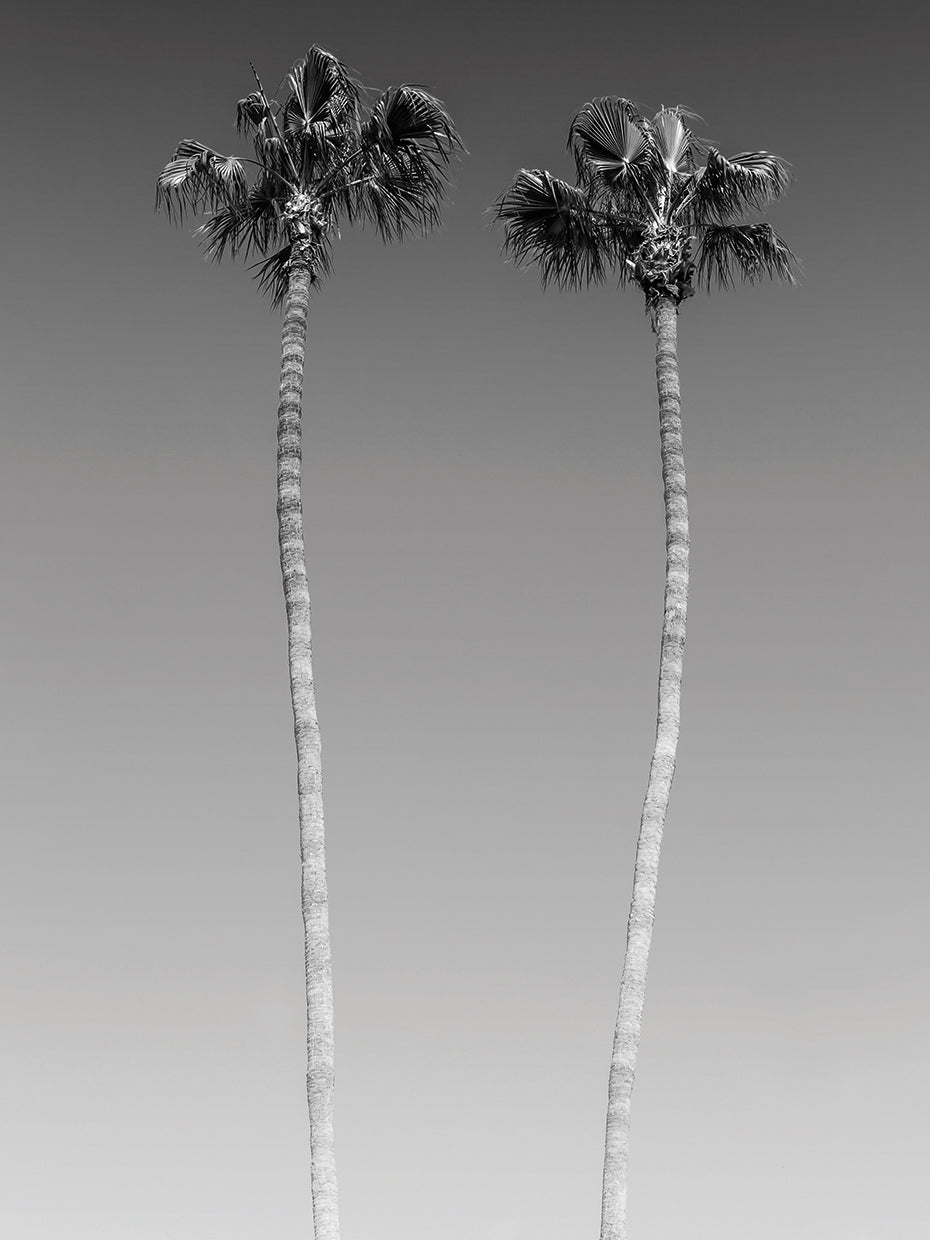 Idyllic Monochrome Palm Trees