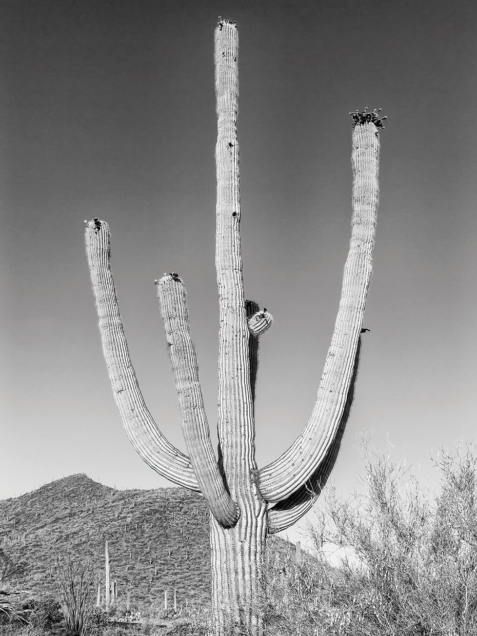 SAGUARO NATIONAL PARK Giant Saguaro | Monochrome